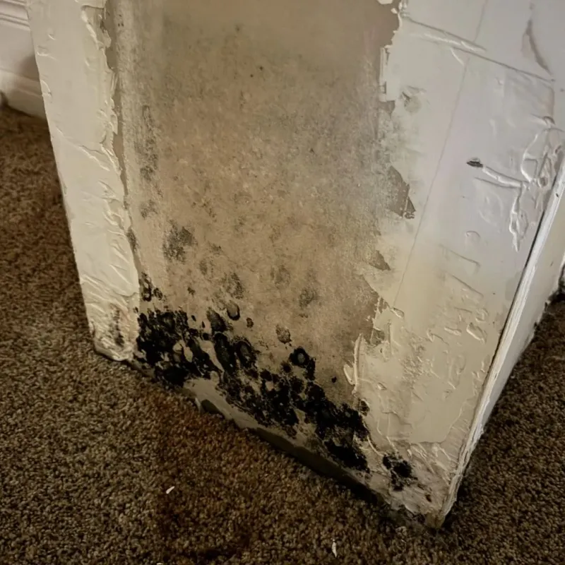 Professional Mold Removal in Teaticket, MA